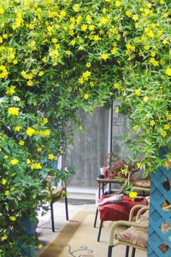 Pride Of Augusta Double Flowering Carolina Jasmine - 2 Gallon Pot 9 Pride Of Augusta Double Flowering Carolina Jasmine - 2 Gallon Pot -Plant Sale Shop Jasmine Pride Of Augusta 2