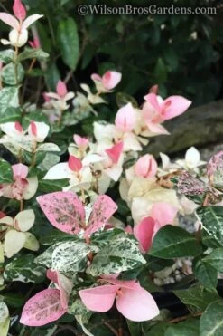 Snow N Summer Asiatic Jasmine - 6 Pack Of 1 Gallon Pots 11 Snow N Summer Asiatic Jasmine - 6 Pack Of 1 Gallon Pots -Plant Sale Shop Jasmine Snow n Summer 20