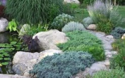 Blue Star Juniper - 2 Gallon Pot -Plant Sale Shop Juniper Blue Star 14