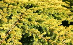 All Gold Golden Pacific Juniper - 2 Gallon Pot 14 All Gold Golden Pacific Juniper - 2 Gallon Pot -Plant Sale Shop Juniper Golden Pacific 10 1