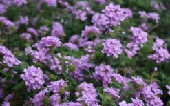 Trailing Lavender Lantana - 5 Pack Of Pint Pots 18 Trailing Lavender Lantana - 5 Pack Of Pint Pots -Plant Sale Shop Lantana Trailing Lavender 2