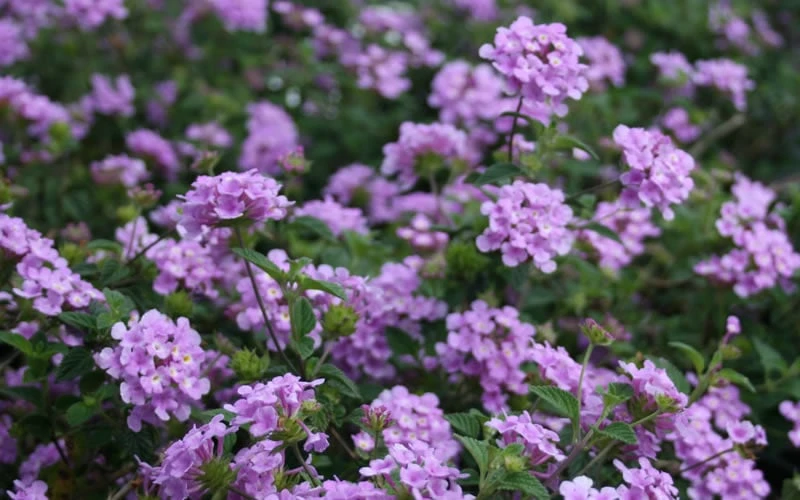 Trailing Lavender Lantana - 5 Pack Of Pint Pots 10 Trailing Lavender Lantana - 5 Pack Of Pint Pots - Image 8