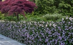 Trailing Lavender Lantana - 5 Pack Of Pint Pots 17 Trailing Lavender Lantana - 5 Pack Of Pint Pots -Plant Sale Shop Lantana Trailing Lavender 22