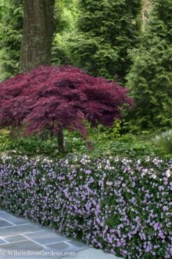 Trailing Lavender Lantana - 5 Pack Of Pint Pots 15 Trailing Lavender Lantana - 5 Pack Of Pint Pots -Plant Sale Shop Lantana Trailing Lavender 23