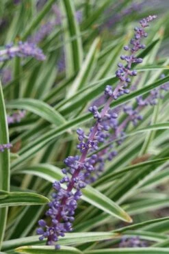 Variegated Liriope - Monkey Grass / Lilyturf - 6 Pack Of Pint Pots -Plant Sale Shop Liriope Variegata 7