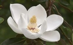 Alta Southern Magnolia - 7 Gallon Pot (3-4') -Plant Sale Shop Magnolia Alta 2
