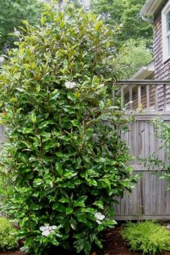 Alta Southern Magnolia - 7 Gallon Pot (3-4') -Plant Sale Shop Magnolia Alta 500x750 1