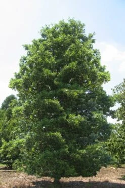 Green Shadow Sweetbay Magnolia Tree (Magnolia Virginiana) - 3 Gallon Pot (4-5') -Plant Sale Shop Magnolia Green Shadow Sweetbay Mature