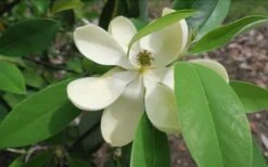 Green Shadow Sweetbay Magnolia Tree (Magnolia Virginiana) - 3 Gallon Pot (4-5') -Plant Sale Shop Magnolia GreenShadow Sweet Bay Flower 2
