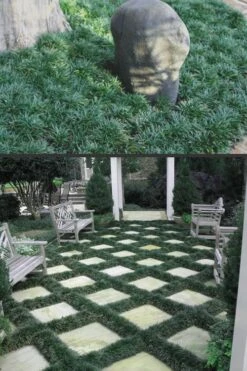 Dwarf Mondo Grass - 18 Count Flat Of Pint Pots 13 Dwarf Mondo Grass - 18 Count Flat Of Pint Pots -Plant Sale Shop Mondo Grass Dwarf Rev 500x750 1