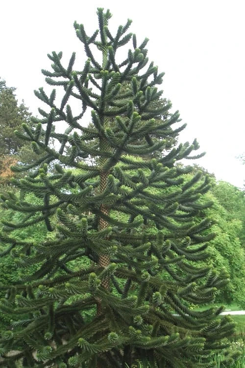 Monkey Puzzle Tree - Araucaria Auracana - 5 Gallon Pot 7 Monkey Puzzle Tree - Araucaria Auracana - 5 Gallon Pot - Image 5