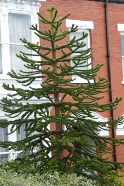 Monkey Puzzle Tree - Araucaria Auracana - 5 Gallon Pot 10 Monkey Puzzle Tree - Araucaria Auracana - 5 Gallon Pot -Plant Sale Shop Monkey Puzzle Tree 3