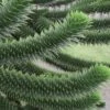 Monkey Puzzle Tree - Araucaria Auracana - 5 Gallon Pot -Plant Sale Shop Monkey Puzzle Tree 4