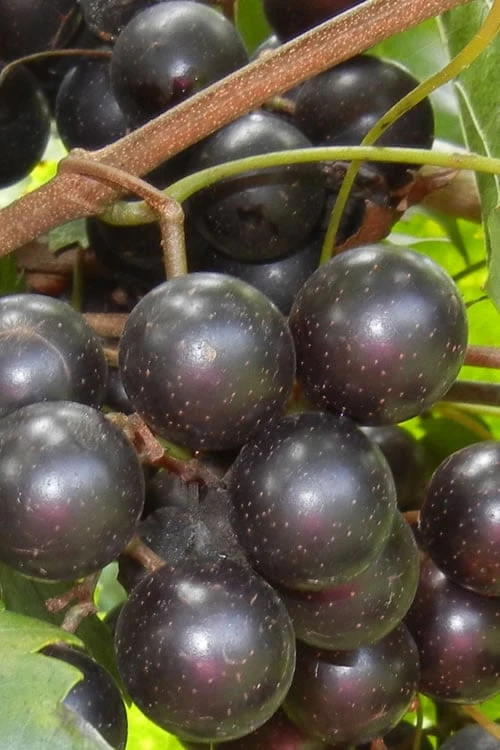 Lane Muscadine Grape Vine (Self Fertile) - 1 Gallon Pot 3 Lane Muscadine Grape Vine (Self Fertile) - 1 Gallon Pot