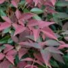 Flirt Dwarf Nandina - 1 Gallon Pot 2 Flirt Dwarf Nandina - 1 Gallon Pot -Plant Sale Shop Nandina Flirt 10 1