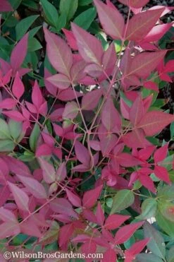 Flirt Dwarf Nandina - 6 Pack Of 1 Gallon Pots -Plant Sale Shop Nandina Flirt 11
