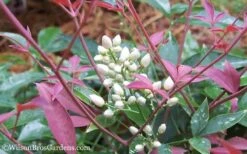 Flirt Dwarf Nandina - 6 Pack Of 1 Gallon Pots -Plant Sale Shop Nandina Flirt 12