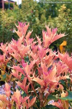 Party Lights Pink Flush Tea Olive - Osmanthus Heterophyllus - 5 Gallon Pot -Plant Sale Shop Osmanthus Party Lights 11