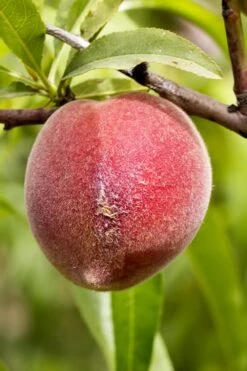 Bonanza Dwarf Patio Peach Tree - 5 Gallon -Plant Sale Shop Peach Bonanza 1