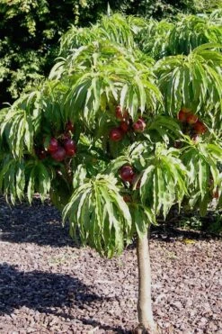 Bonanza Dwarf Patio Peach Tree - 5 Gallon -Plant Sale Shop Peach Bonanza 2