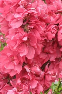 Bonanza Dwarf Patio Peach Tree - 5 Gallon -Plant Sale Shop Peach Bonanza 3