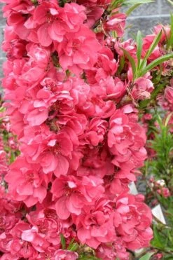 Bonanza Dwarf Patio Peach Tree - 5 Gallon -Plant Sale Shop Peach Bonanza 4