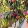 Bonanza Dwarf Patio Peach Tree - 5 Gallon -Plant Sale Shop Peach Bonanza 6