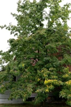 American Persimmon Tree - Diospyros Virginiana - 3 Gallon Pot -Plant Sale Shop Persimmon American 2