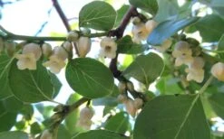 American Persimmon Tree - Diospyros Virginiana - 3 Gallon Pot -Plant Sale Shop Persimmon American 5