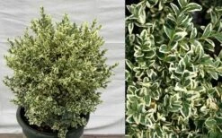 Dwarf Variegated Boxwood - 1 Gallon Pot -Plant Sale Shop Picture Boxwood Dwarf Variegated 1