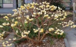 Winter Gold Edgeworthia Chrysantha - Paper Bush - 3 Gallon Pot -Plant Sale Shop Picture Edgeworthia Paper Bush 3