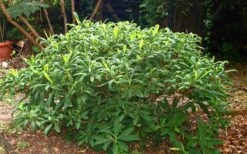 Winter Gold Edgeworthia Chrysantha - Paper Bush - 3 Gallon Pot -Plant Sale Shop Picture Edgeworthia Shrub