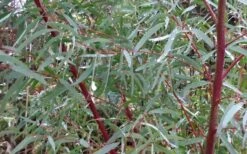 Angus Cold Hardy Eucalyptus Tree (Eucalyptus Nicholii) - 1 Gallon Pot -Plant Sale Shop Picture Eucalyptus Tree Anugus Willow Leaf Peppermint 1