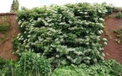 Moonlight Climbing Hydrangea - 1 Gallon Pot -Plant Sale Shop Picture Hydrangea Climbing Petiolaris 5