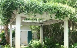 Confederate Jasmine Vine (Trachelospermum Jasminoides) - 3 Gallon Pot -Plant Sale Shop Picture Jasmine Confederate Vine 2