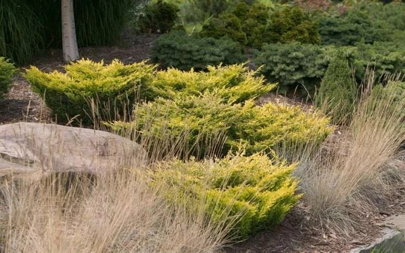 Limeglow Golden Andorra Compact Juniper - 3 Gallon Pot 6 Limeglow Golden Andorra Compact Juniper - 3 Gallon Pot - Image 4