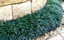 Dwarf Mondo Grass - 18 Count Flat Of Pint Pots 14 Dwarf Mondo Grass - 18 Count Flat Of Pint Pots -Plant Sale Shop Picture Mondo Grass Dwarf 4