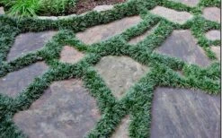 Dwarf Mondo Grass - 18 Count Flat Of Pint Pots 15 Dwarf Mondo Grass - 18 Count Flat Of Pint Pots -Plant Sale Shop Picture Mondo Grass Dwarf 6