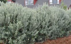 Bambina Dwarf Pineapple Guava (Feijoa Sellowiana ' Tharfiona') - 3 Gallon Pot -Plant Sale Shop Pineapple Guava Hedge