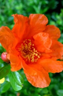 Russian 26 Cold Hardy Pomegranate - 1 Gallon Pot 13 Russian 26 Cold Hardy Pomegranate - 1 Gallon Pot -Plant Sale Shop Pomegranate Russian 26 11 1