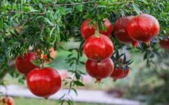 Russian 26 Cold Hardy Pomegranate - 1 Gallon Pot 14 Russian 26 Cold Hardy Pomegranate - 1 Gallon Pot -Plant Sale Shop Pomegranate Russian 26 12 1