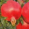 Russian 26 Cold Hardy Pomegranate - 1 Gallon Pot -Plant Sale Shop Pomegranate Russian 26 Rev 500x750 2