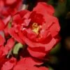 Iwai Nishiki Red Flowering Quince - 1 Gallon Pot -Plant Sale Shop Quince Iwai Nishiki 1