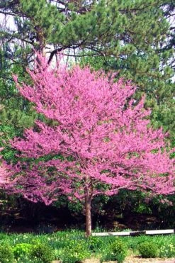 Carolina Sweetheart Eastern Redbud Tree - 5 Gallon Pot 13 Carolina Sweetheart Eastern Redbud Tree - 5 Gallon Pot -Plant Sale Shop Redbud Carolina Sweetheart 14
