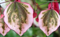 Carolina Sweetheart Eastern Redbud Tree - 5 Gallon Pot 11 Carolina Sweetheart Eastern Redbud Tree - 5 Gallon Pot -Plant Sale Shop Redbud Carolina Sweetheart 9