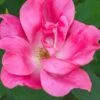 Swamp Rose (Rosa Palustris) - 3 Pack Of 1.5 Quart Pots -Plant Sale Shop Rose Knock Out Pink 5