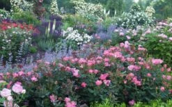 Swamp Rose (Rosa Palustris) - 3 Pack Of 1.5 Quart Pots -Plant Sale Shop Rose Knock Out Pink 8