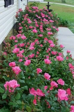Swamp Rose (Rosa Palustris) - 3 Pack Of 1.5 Quart Pots -Plant Sale Shop Rose Knock Out Pink 9