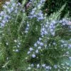 Chef's Choice Rosemary - 1 Gallon Pot -Plant Sale Shop Rosemary Chefs Choice 500x750 1