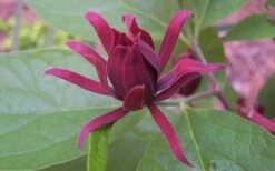 Sweetshrub - Calycanthus Floridus - 3 Gallon Pot -Plant Sale Shop Sweet Shrub